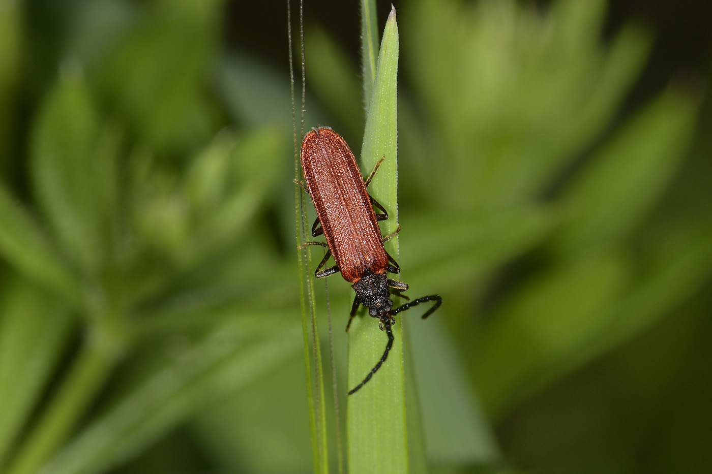 Omalisidae da confermare